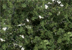 Fine Leaf Foliage - Medium Green