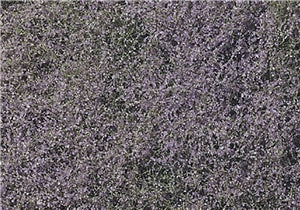 Flowering Foliage - Purple