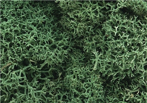 Lichen - Light Green