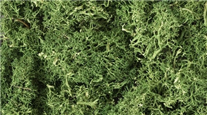 Lichen Medium Green