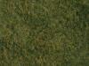 Noch - N07280 - Wild Grass Light Green
