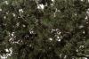 F1130 - Fine Leaf Foliage - Dark Green